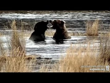 17_Oct_2022-_230_and_344_Play_(explore.org)