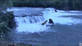 Grazer_and_her_cubbies,_and_skirmish_with_747._Brooks_Falls_cam._31_July_2016,_video_by_Arlene_Beech