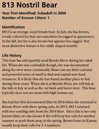 813 Nostril Bear's page of the 2016 Bears of Brooks River book, page 55 ~ information only