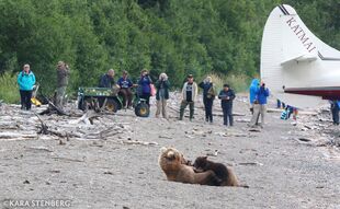 171 nursing her 2 spring cubs in July 2019 photograph by Kara Stenberg