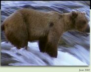 415 young adult, 2nd year observed at Brooks Camp June 2002