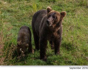 504 September 2016 photo 2017 Bears of Brooks River book page 55.