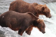 821 (left) with 356 (right) July 31, 2022 photo by Lori Hocking (aka Lovethebears1)
