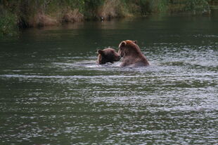 879 and 469 "Digger" / "Patches" having a play fight on September 3, 2010 NPS photo