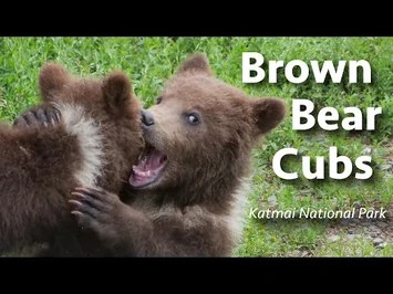 Cubs_of_Katmai-2