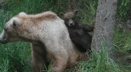 GRAZER 128 GIF 2024.07.17 MOM BARCALOUNGER CRUISER p 08.36 02