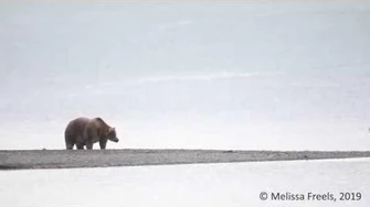 Queen_Holly_at_Brooks_Falls,_Alaska_-_September_2019,_video_by_Melissa_Freels