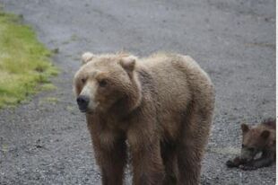 171 and 1 of 3 spring cubs July 9, 2016 photo by grandmaj