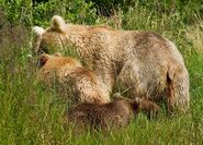 435 Holly (background) with her spring cub (foreground right 719) and adopted yearling (foreground left 503) by Tina Crowe (aka CalliopeJane) 07/25/2014 at Margot Creek