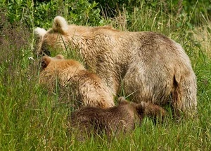 Holly with cubs