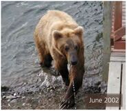 403 Egberta June 2002 NPS photo 2014 Bears of Brooks River book page 60