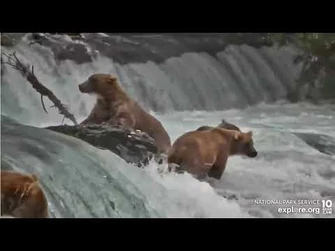 128_Grazer_struggles_a_little_with_her_exit_as_856_arrives_Brooks_Falls_cam_Explore.org_8-5-2022