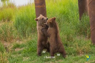 719's 2 spring cubs 207 and 208 August 5, 2019 photo by DanteV2000