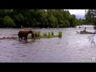 Graphic_warning-_39_and_856_fight_Brooks_Falls_Low_cam_Explore.org_7-8-2022