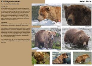 83 Wayne Brother's page of the 2018 Bears of Brooks River book page 68