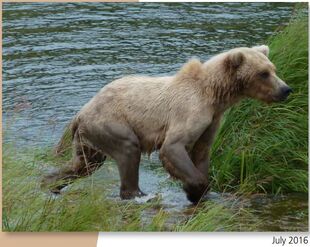 171 July 2016 NPS photo 2017 Bears of Brooks River book page 42