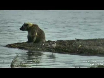 435's_Roly_Poly_yearling_LR_9-11-2021_explore.org