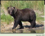 700 Marge September 2009 NPS photo 2012 Brown Bears of Brooks Camp iBook