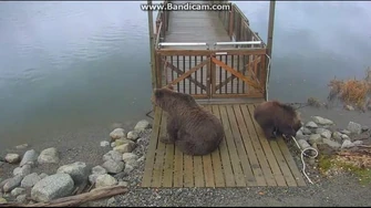 132's_Spring_Cub_vs_the_Cable_2018-09-22_by_Birgitt