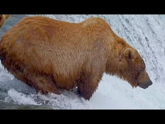 26_Jul_2024-_402_closeup_on_the_falls_lip_(explore.org)