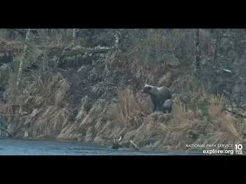 811_and_cubs_-_Explore.org_October_24,_2022-2