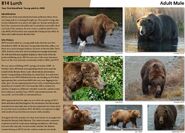 814 Lurch's page of the 2017 Bears of Brooks River book, page 80