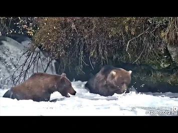 4_Oct_2022-_99_Tells_89_About_His_Troubles_(explore.org)