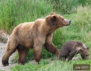 468 Reggie with her spring cub July 2007 NPS photo from the 2010 Bears of Brooks River book, page 38