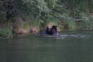 879 and 469 "Digger" / "Patches" having a play fight on September 3, 2010 NPS photo