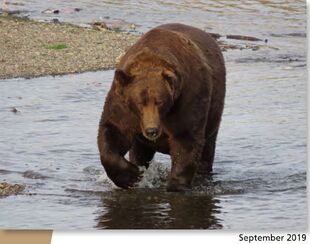 879 September 2019 NPS photo 2021 Bears of Brooks River book page 78