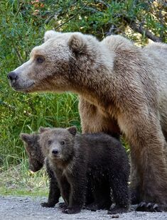 171 with her 2 spring cubs in Tuckerville on July 3, 2019 at 11:39 photograph by Truman Everts. Truman shared this "Brooks Camp ~ You are there" information about this photo: "Technically, this is definitely in camp, but it's an area locals call 'Tuckerville,' which most visitors never see. This was kind of a comical moment: The cubs were trying to figure out whether they needed to respond to the Bear Management gentleman, who was gently, appropriately, trying to move them out of camp. (that's who the cub is looking at) Mom--on the other hand--was letting him know, that "No," she would do her own thing at her own pace."