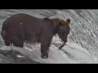 22_Fishes_on_the_Lip_-_August_4,_2022_(explore.org)