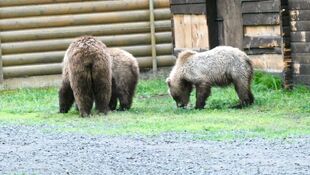 284 "Electra" and 2 yearlings July 6, 2021 NPS photo by Ranger Naomi Boak (aka NSBoak)