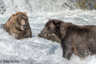 480 Otis (left) and 32 Chunk (right) September 2, 2022 photo by Amy (NWBEARLOVE92)