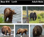 814 Lurch's page of the 2014 Bears of Brooks River book, page 27 ~ top only