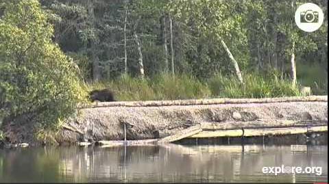 Spring Cub Lower River August 28, 2014 video by JoeBear