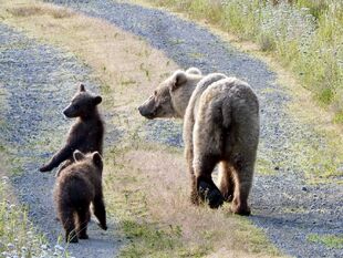 128 Grazer and 2 spring cubs June 23, 2020 NPS photo by NSBoak (aka Ranger Naomi Boak)