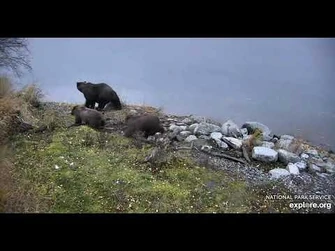 132_and_cubs_-_Explore.org_October_8,_2021-2