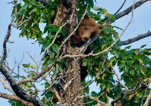 171's larger? spring cub July 8, 2019 photo by NWBearLove92