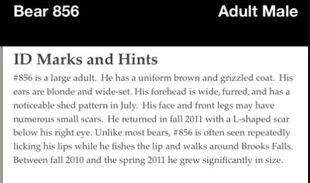 856 ID Marks & Hints 2012 Brown Bears of Brooks Camp iBook