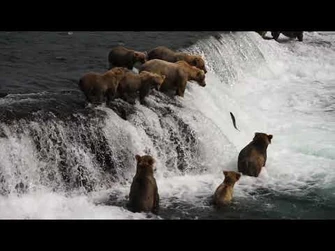 128_Grazer_catching_fish