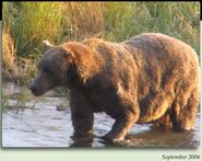 234 Evander September 2006 NPS photo from the 2012 Brown Bears of Brooks Camp iBook