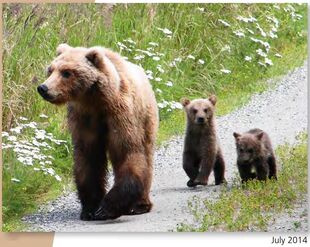 171 with spring cubs July 2014 NPS photo 2015 Bears of Brooks River book page 31