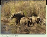 438 Flo with 2 of 3 yearlings October 2003 NPS photo from the 2012 Brown Bears of Brooks Camp iBook Cubs page. 83 & 868 Wayne Brothers are 2 of the 3 offspring from this litter.