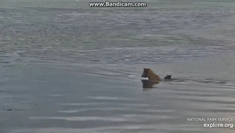 Mystery_Sow_&_Coy_First_View_2023-07-19_23-00-14_(explore.org)