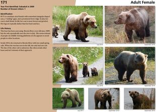 171's page of the 2015 Bears of Brooks River book, page 31