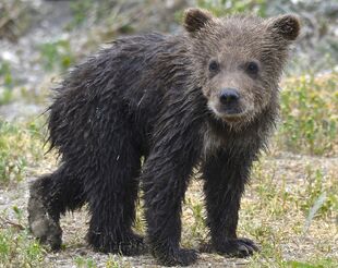 171's smallest spring cub on June 30, 2019 at 11:51 photograph by Truman Everts