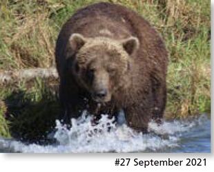 27 September 2021 NPS photo 2022 Bears of Brooks River book page 30