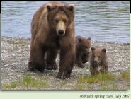 409 BEADNOSE PIC 2007.07.xx w SPRING CUBS 130 TUNDRA & ARCTIC 2nd KNOWN LITTER in 2012 BoBr iBOOK 01