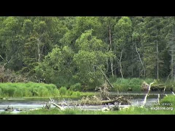 Holly_and_LO_grassing_RW_June_28_2021_explore.org
